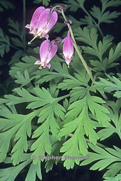 dicentra formosa 4 graphic